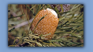 1993_WA_D05-16-09_Ahornbanksia (Banksia prionotes).jpg